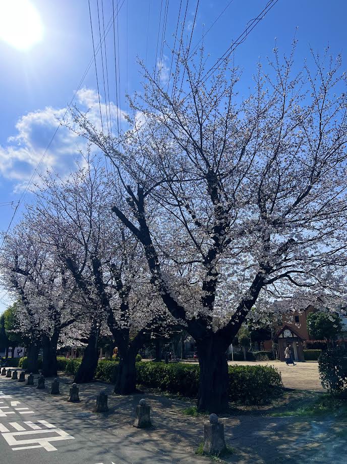 桜