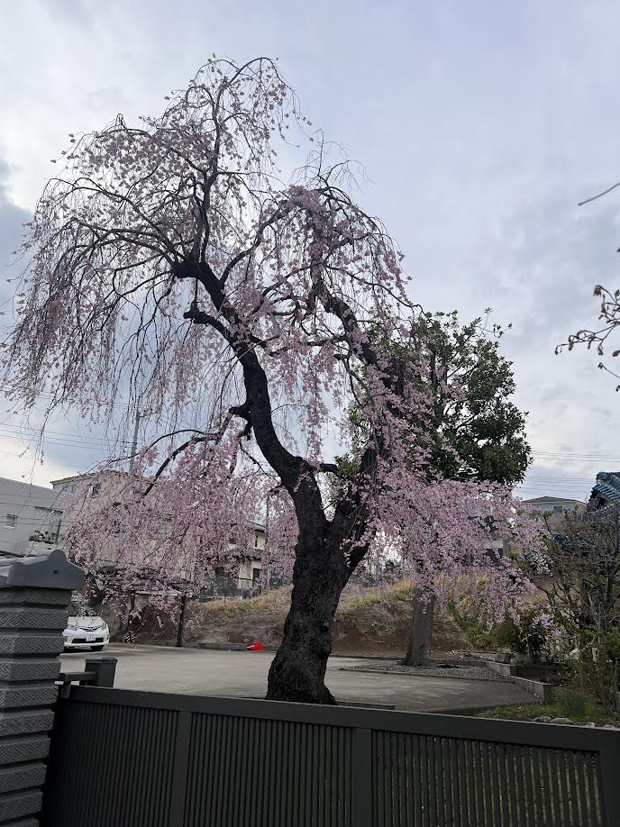 桜